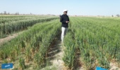 وضعیت طرح های  غلات در ایستگاه تحقیقات و آموزش  کشاورزی و منابع طبیعی  زهک و پایش طرح های تحقیقی ترویجی