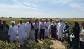برگزاری مراسم روز مزرعه ارقام جدید گلرنگ