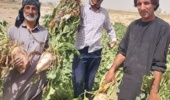 برداشت ارقام هیبرید پرمحصول چغندر علوفه‌ای در سیستان