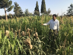 معرفی  ارقام جدید ارزن و سورگم متحمل به خشکی و گرما در استان سیستان و بلوچستان