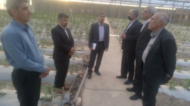 ارزیابی میدانی بزرگ‌ترین مجموعه گلخانه‌ای و ایستگاه تحقیقات گاو اصیل نژاد سیستانی در زهک