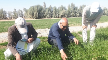 برگزاری  دوره آموزشی تخصصی مبارزه با علف هرز دم ماری با رویکزد علمی  پژوهشی  در منطقه ریگچاه
