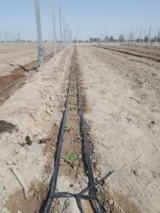 مدیریت منابع آبی : پیاده سازی آبیاری دقیق در مزارع جالیزی