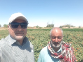 بازدید از  طرح های  تحقیقی ترویجی  لاین گلرنگ saf-99-09 با شاهدهای گلدشت و چابک در شرایط محدودیت آبی در منطقه هیرمند