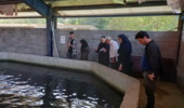 بازدید کارشناسان موسسه آموزش و ترویج سازمان از مزرع پرورش ماهی خاویار طلایی در راستای ارزیابی پروژه تحقیقی- ترویجی انستیتو