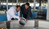 تولید و تحویل لاروهای حاصل از مولدسازی و تکثیر مجدد تاسماهی ایرانی وحشی در شرایط پرورشی به بخش اجرا
