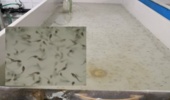 دستاوردهای نوین تغذیه‌ای در پرورش لارو ماهیان خاویاری؛ گامی مؤثر در افزایش بهره‌وری تولید