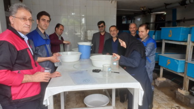 دستیابی به تکنیک حمل‌ونقل تخم های لقاح یافته و لارو تاسماهی شیپ پرورشی توسط محققین انستیتو تحقیقات بین المللی ماهیان خاویاری