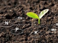 بخش تحقیقات حاصلخیزی خاک و تغذیه گیاه