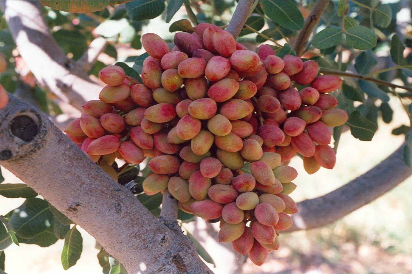 گالری عکس
