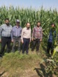 بازدید میدانی از مزارع ذرت شهرستان ارزوئیه