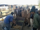 بازدید کارکنان وظیفه از واحد پرورش دام سبک گوسفند و بز