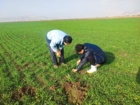 محققین معین کرمانشاه راهکارهای علمی کنترل آفات و علف‌های هرز را در جعفرآباد ارائه کردند