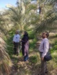 بازدید میدانی کارشناسان از باغات خرمای منطقه اندوهجرد استان کرمان