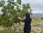 مشاهده آغاز مرحله گرده‌افشانی در کلکسیون ارقام گردوی ایستگاه تحقیقاتی رابر