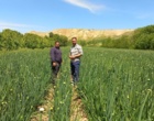 بازدید مزارع پیاز بذری استان خراسان شمالی شهرستان سملقان