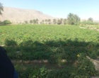 برگزاری روز انتقال یافته های تحقیقاتی گوجه فرنگی در منطقه دامن از توابع شهرستان ایرانشهر
