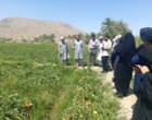 برگزاری روز انتقال یافته های تحقیقاتی گوجه فرنگی در منطقه دامن از توابع شهرستان ایرانشهر
