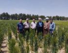 بازدید راهبردی مسئول حوزه نمایندگی ولی فقیه در سازمان تحقیقات،آموزش و ترویج کشاورزی از ظرفیت‌های پژوهشی ایستگاه تحقیقاتی شهید زنده‌روح کرمان