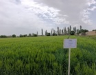 مزارع بذر پرورشی جو و گندم در ایستگاه تحقیقات دامپروری کشاورزی شهرستان گلپایگان اصفهان