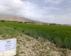 مزارع بذر پرورشی جو و گندم در ایستگاه تحقیقات دامپروری کشاورزی شهرستان گلپایگان اصفهان
