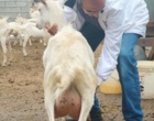 ۱۲ دستاورد نوآورانه، افق تازه‌ای پیش روی دامپروری و زنبورداری
