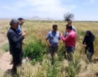 نشست آموزشی تحلیل توان تولید و پایش چالش‌های تغذیه‌ای منابع خاک شمال استان کرمان با رویکرد الگوی کشت محصولات زراعی