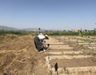 آغاز کشت میکروپلات‌های تحقیقاتی بخش اصلاح بذر چغندرقند