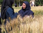 روز مزرعه تعیین ارزش زراعی (vcu) لاین‌های مختلف گندم نان و دوروم و طرح کرت‌های کنترلی گندم