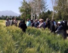 روز مزرعه تعیین ارزش زراعی (vcu) لاین‌های مختلف گندم نان و دوروم و طرح کرت‌های کنترلی گندم