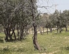 خشکیدگی بلوط‌ها در پیرجد خرم‌آباد؛ زنگ خطر تازه برای اکوسیستم زاگرس