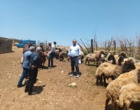 بهره‌وری دام سبک در شمال غرب؛ بهبود ۱۵-۱۰ درصدی تولید بره با طرح‌های تحقیقی-توسعه‌ای