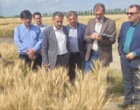 تحول در تولید هسته‌های بذری کشور/ بازدید رئیس مؤسسه تحقیقات دیم کشور از ایستگاه ملی تحقیقات کشاورزی گنبدکاووس