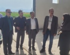 تحول در تولید هسته‌های بذری کشور/ بازدید رئیس مؤسسه تحقیقات دیم کشور از ایستگاه ملی تحقیقات کشاورزی گنبدکاووس