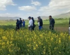 تأکید رئیس بخش تحقیقات گیاه‌پزشکی مرکز تات لرستان بر مدیریت تلفیقی آفات و بیماری‌های کلزا