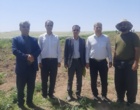 برداشت موفق کشت آبی موسیر در روستای چنارحمام خرم‌آباد