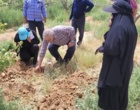 بازدید تخصصی در شهرستان راور زمینه‌ساز بهبود تولید پسته