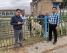 اجرای عملیات همزمان‌سازی فحلی و سه بار زایش گوسفند نژاد سنجابی در دو سال در ایستگاه تحقیقات مهرگان