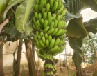 در راستای توسعه کشاورزی نوین و استفاده از فناوری‌های پیشرفته توسط عضو هیئت علمی پژوهشکده خرما و میوه‌های گرمسیری انجام شد