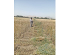 ارزیابی سازگاری ارقام مختلف تریتیکاله در راستای تأمین امنیت علوفه‌ای کشور