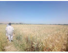 ارزیابی سازگاری ارقام مختلف تریتیکاله در راستای تأمین امنیت علوفه‌ای کشور