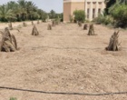 راه اندازی سیستم آبیاری تحت فشار در قطعه جدید الاحداث کنار در ستاد پژوهشکده خرما و میوه‌های گرمسیری