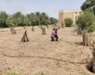 راه اندازی سیستم آبیاری تحت فشار در قطعه جدید الاحداث کنار در ستاد پژوهشکده خرما و میوه‌های گرمسیری