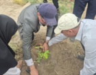 کشت 50 اصله کنار پیوندی در ستاد پژوهشکده خرما و میوه‌های گرمسیری با مشارکت مدیریت باغبانی سازمان جهادکشاورزی
