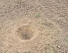 کشت 50 اصله کنار پیوندی در ستاد پژوهشکده خرما و میوه‌های گرمسیری با مشارکت مدیریت باغبانی سازمان جهادکشاورزی