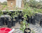 کشت 50 اصله کنار پیوندی در ستاد پژوهشکده خرما و میوه‌های گرمسیری با مشارکت مدیریت باغبانی سازمان جهادکشاورزی