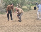 کشت 50 اصله کنار پیوندی در ستاد پژوهشکده خرما و میوه‌های گرمسیری با مشارکت مدیریت باغبانی سازمان جهادکشاورزی