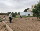 کشت 50 اصله کنار پیوندی در ستاد پژوهشکده خرما و میوه‌های گرمسیری با مشارکت مدیریت باغبانی سازمان جهادکشاورزی