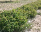 ایجاد کلکسیون گیاهان دارویی در راستای اصلاح الگوی کشت در شرکت کشت و صنعت شهمیرزاد توسط مرکز