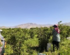 شمیم عطر گل‌محمدی در بیرانشهر پیچید